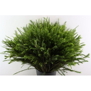 Melaleuca 70cm Per Tak