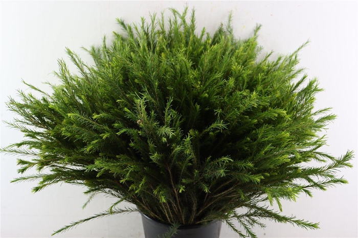 <h4>Melaleuca 70cm Per Tak</h4>