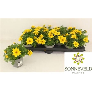 Bidens ferulifolia Yellow Charm