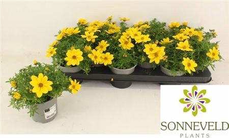 <h4>Bidens ferulifolia Yellow Charm</h4>