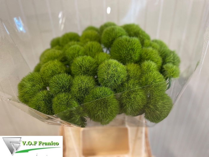 <h4>DI BARB GREEN TRICK</h4>