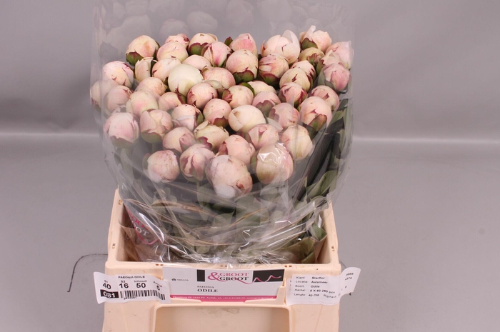 <h4>Paeonia Odile</h4>