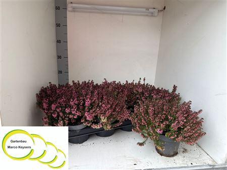 <h4>Eric Carnea</h4>