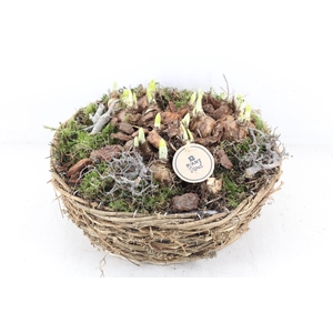 arr4 Narcis PL - Rond nature mand XL