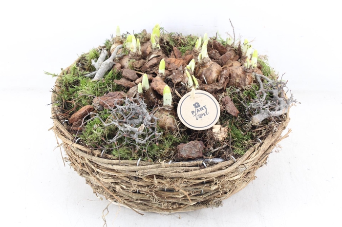 <h4>arr4 Narcis PL - Rond nature mand XL</h4>