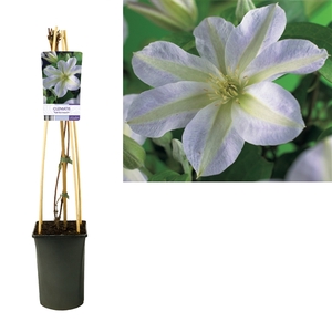 Clematis 'Yukikomachi' +light label