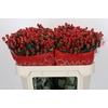 Hypericum True Romance