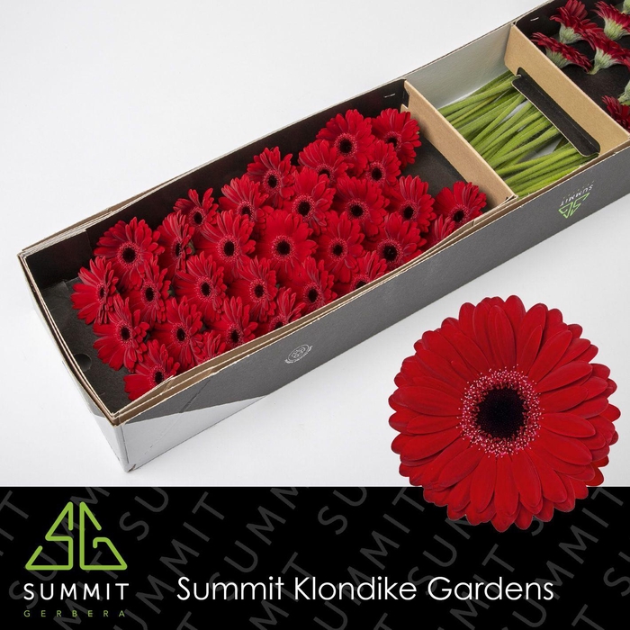 <h4>GE MI BLACK TIE Doos</h4>