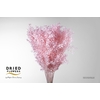 Dried Bleached Ruscus Light Pink