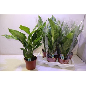 arr8 Spath Sweet Silvio