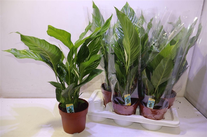 <h4>arr8 Spath Sweet Silvio</h4>