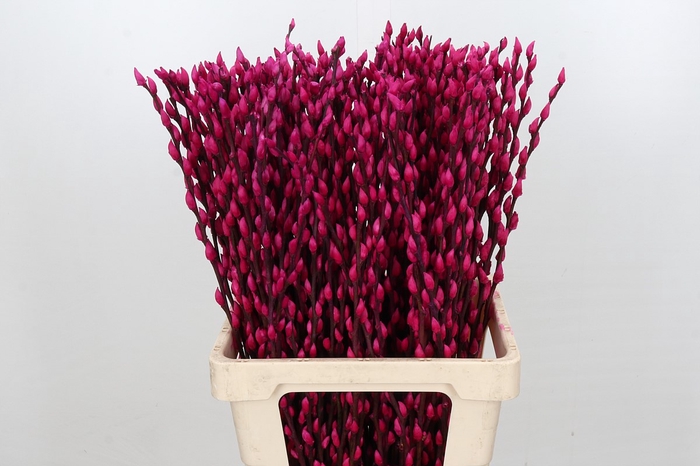 Salix Caprea Snow Flake P. Cerise