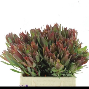 LEUCAD SENORITA