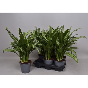 Aglaonema Cutlass 14Ø 45cm 3pp