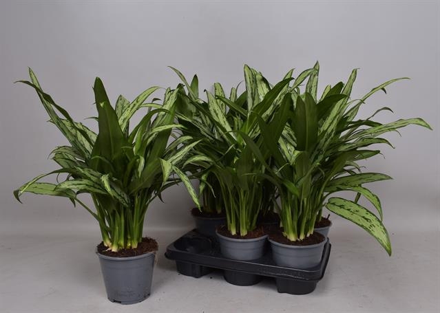 Aglaonema Cutlass 14Ø 45cm 3pp