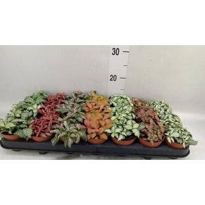 Fittonia   ...mix 7