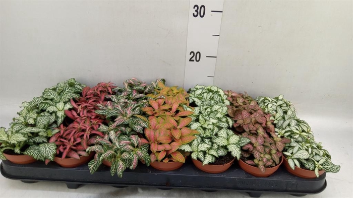 <h4>Fittonia   ...mix 7</h4>
