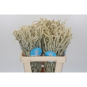 Amaranthus Yearming Desert