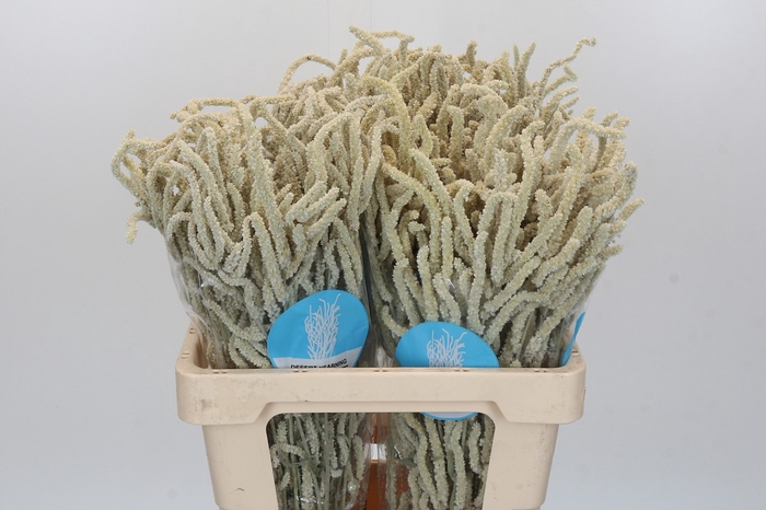 <h4>Amaranthus Yearming Desert</h4>