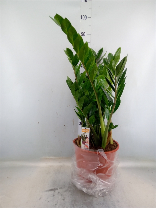 <h4>Zamioculcas zamiifolia</h4>