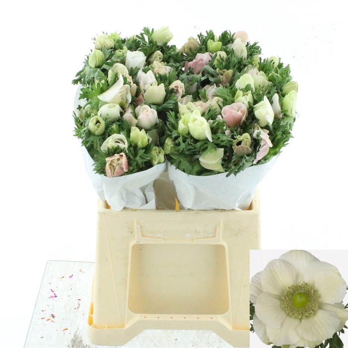 <h4>ANEM CO MIS + WHITE</h4>