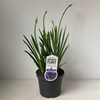 Agapanthus 'Dr Brouwer'