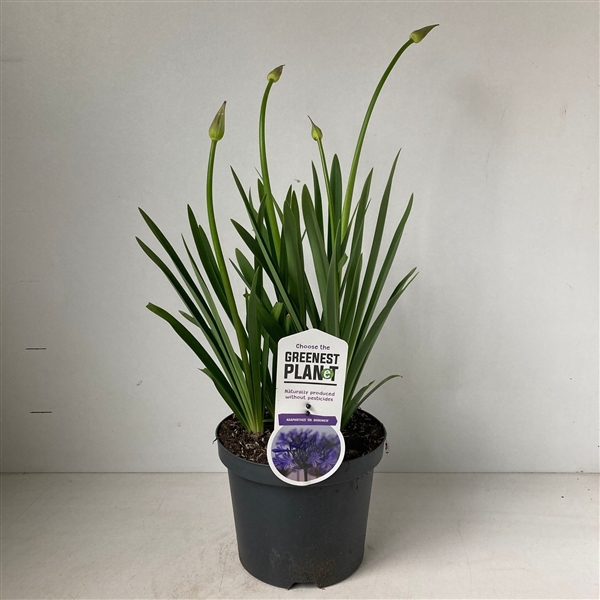 Agapanthus 'Dr Brouwer'