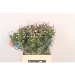 Phlox Senora Pink