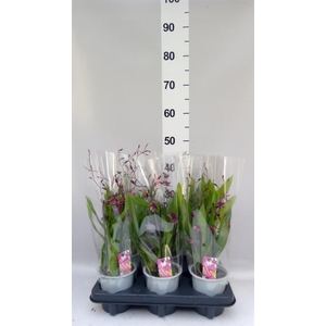 Oncidium   ...