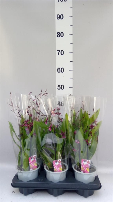 <h4>Oncidium   ...</h4>