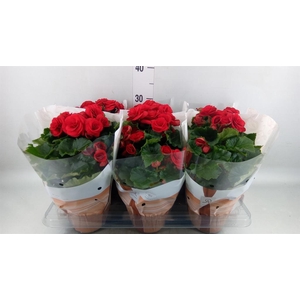 Begonia elat. DU 'Halo'