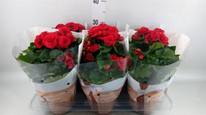 <h4>Begonia elat. DU 'Halo'</h4>