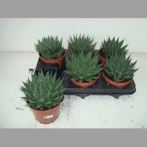 ALOE ARISTATA