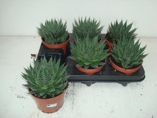 <h4>ALOE ARISTATA</h4>