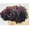COTINUSBLAD ROYAL PURPLE