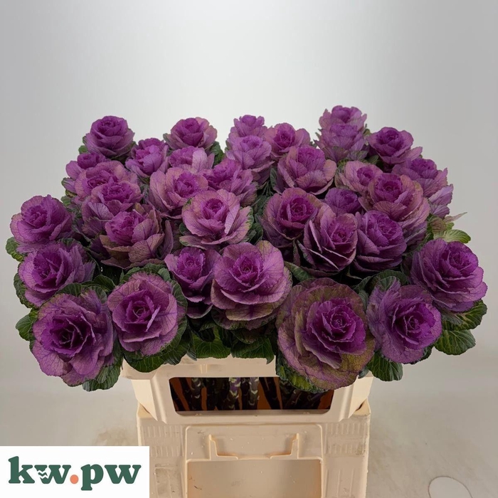 <h4>BRASS CRANE CARMINE</h4>