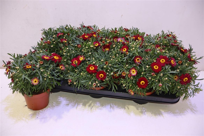 <h4>Arg Perc Red</h4>