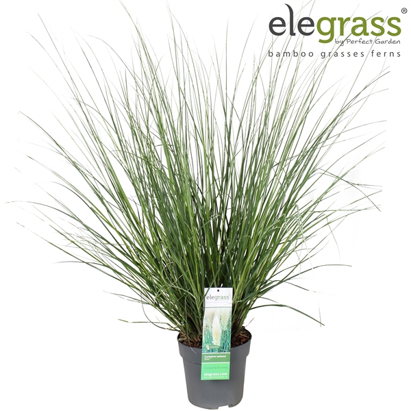 <h4>Cortaderia selloana 'Evita' P23</h4>