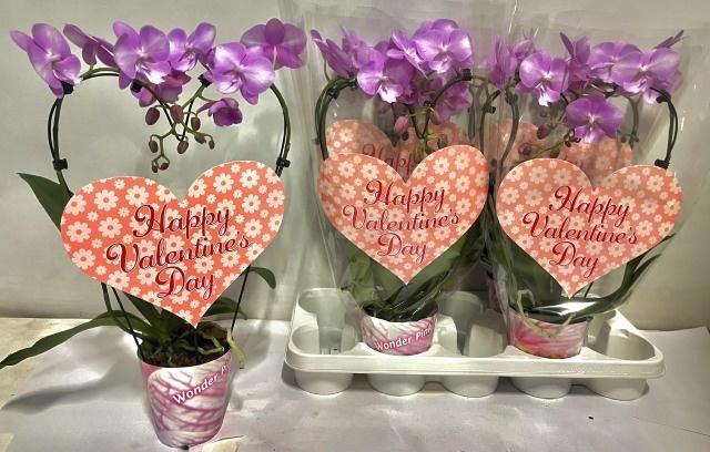 <h4>PHAL OV ROZE</h4>