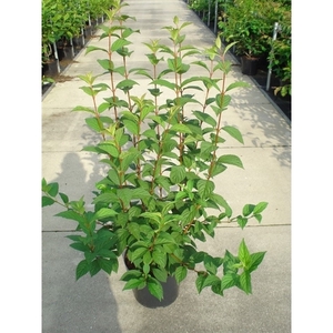 Viburnum bodnantense 'December dwarf' 100-150 C12