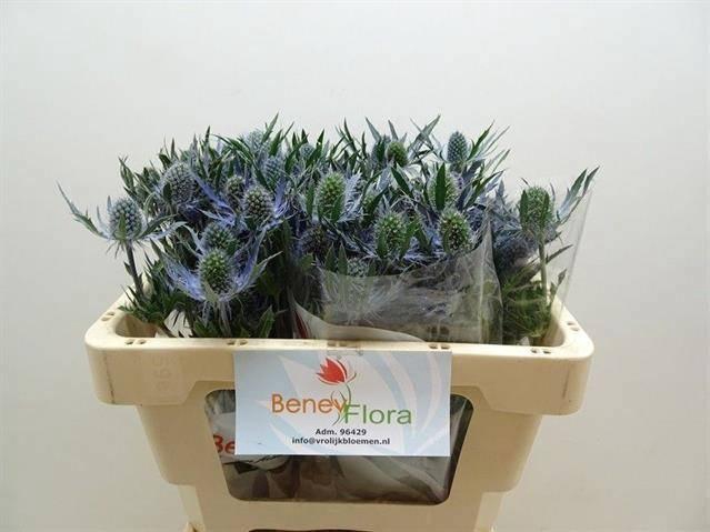 <h4>ERYN MAG BLUE LAGOON</h4>