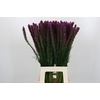 Liatris Callilepis