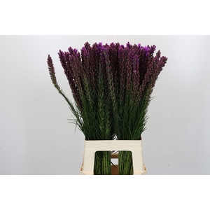 Liatris Callilepis