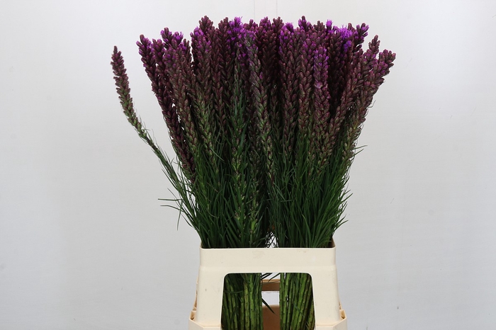 Liatris Callilepis