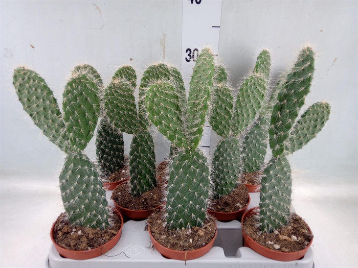 <h4>Opuntia</h4>