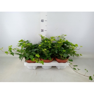 Hedera helix 'Wonder'