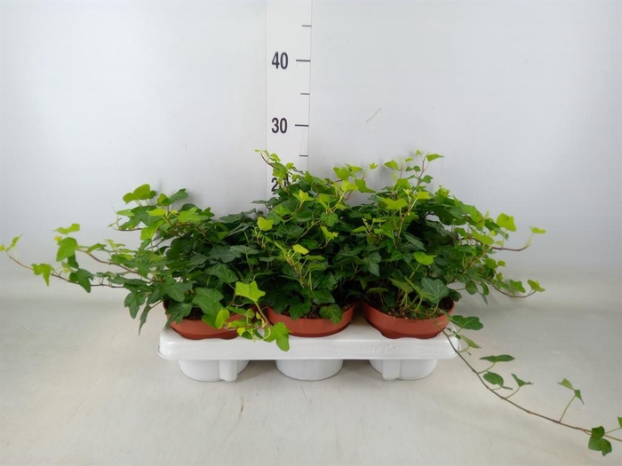 <h4>Hedera helix 'Wonder'</h4>