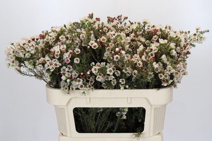 <h4>Chamelaucium Ella</h4>