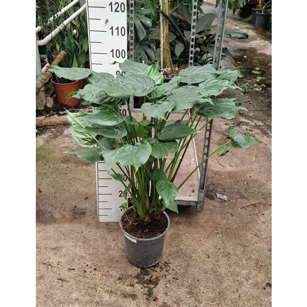 <h4>Alocasia Cucullata op stam</h4>