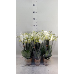 Phalaenopsis   ...white